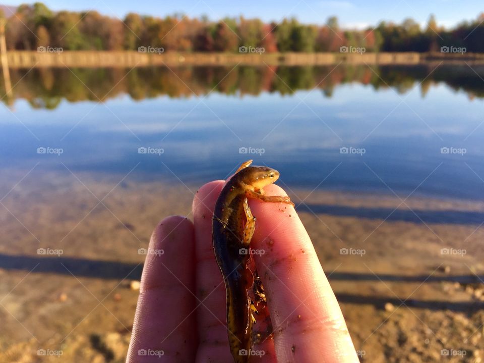 Red-spotted newt on a chilly fall morning looking into the golden rising sun by tranquil lake.