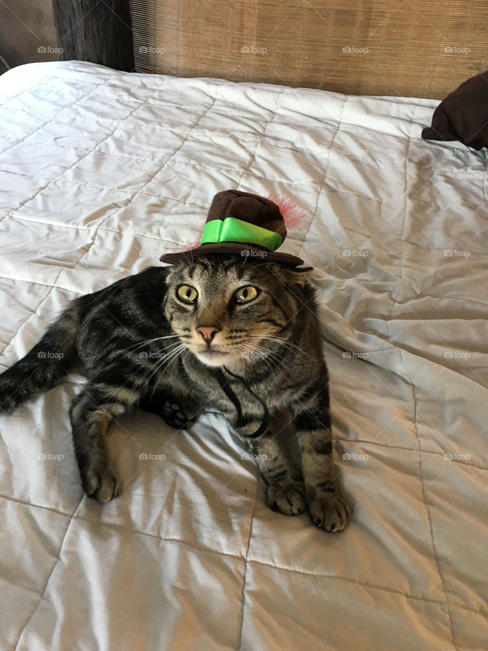 Wondering what other clothes he's going to be forced to wear today. Funny little hat on a cat. 