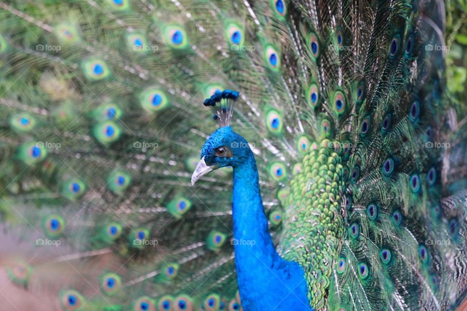 Beautiful peacock bird