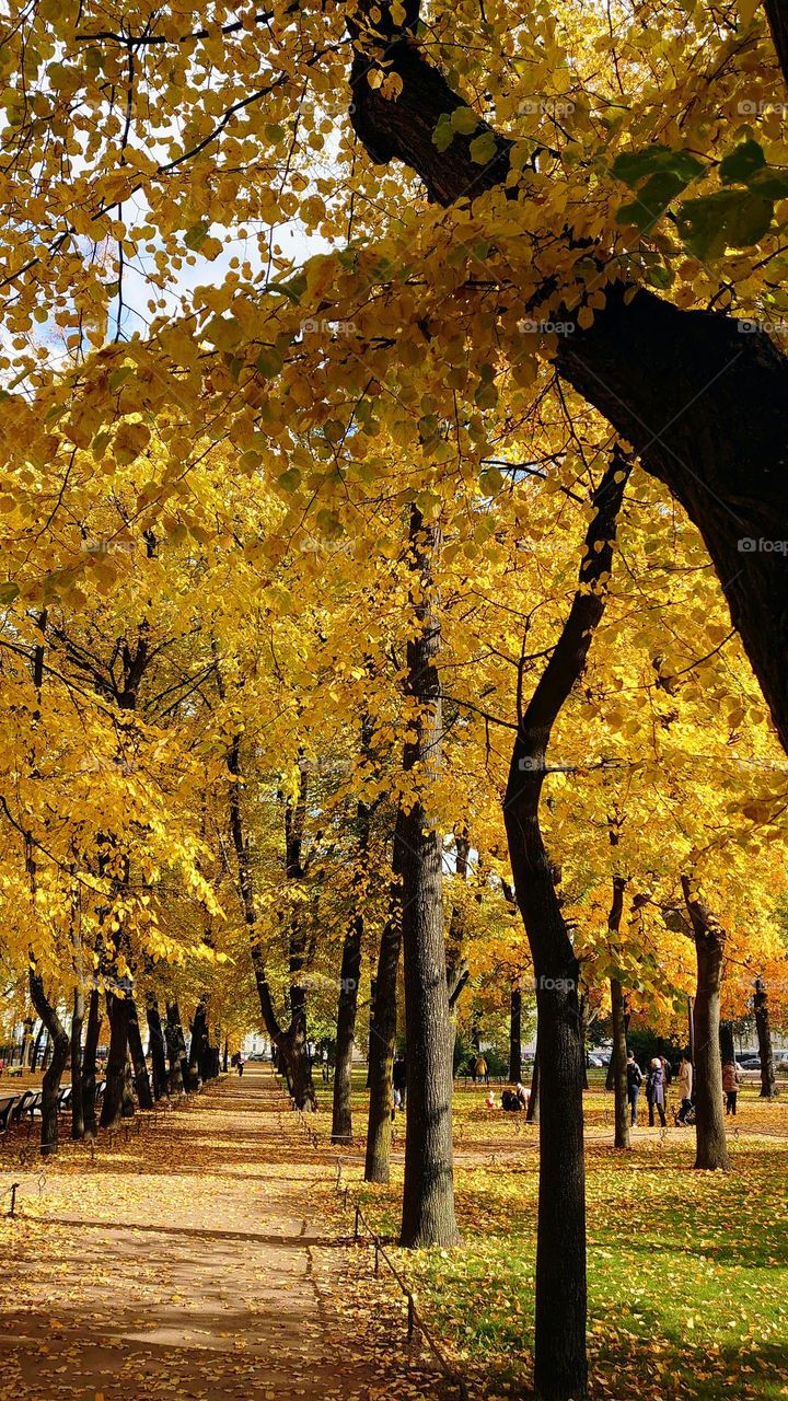 The park 🍁🍂 Autumn time 🍁🍂 Outdoor 🍁🍂