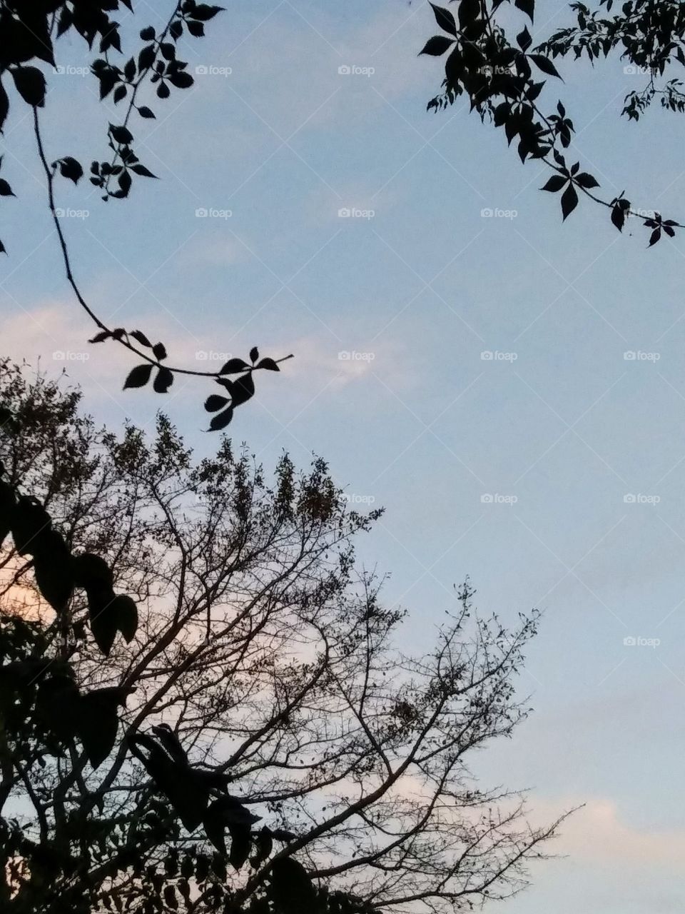 evening sky with clouds