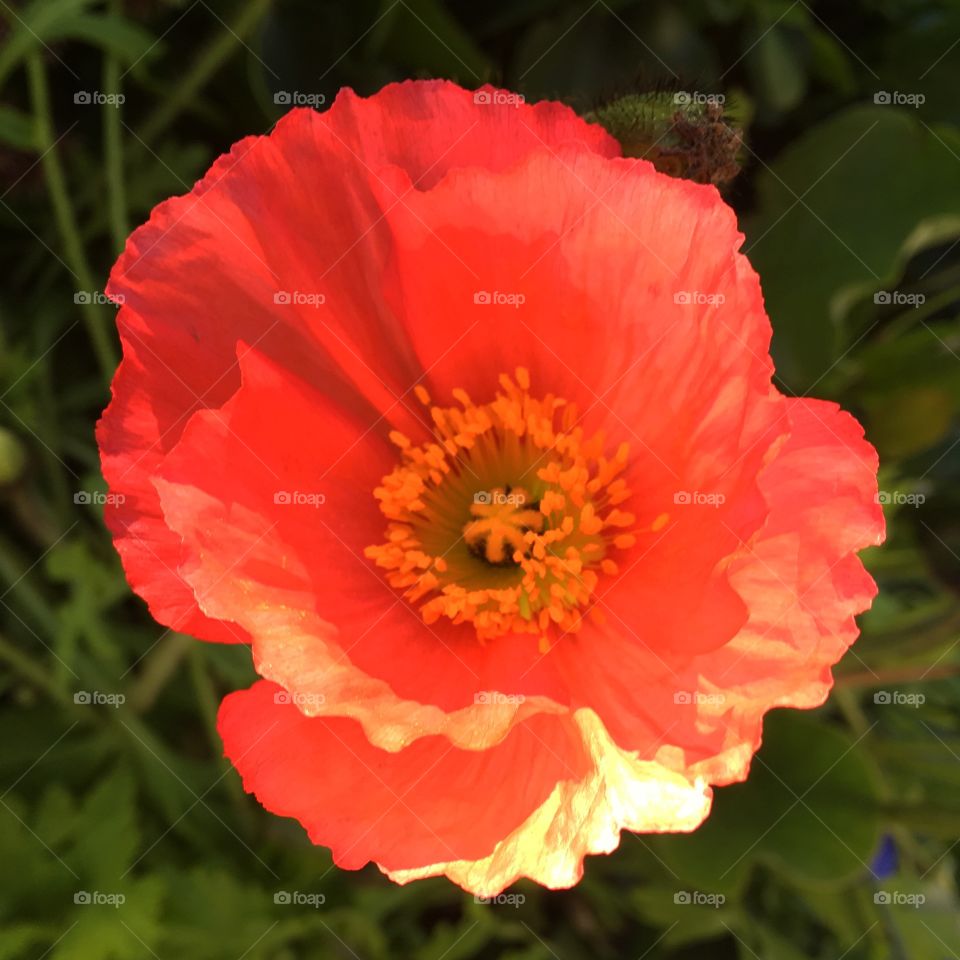 California poppy