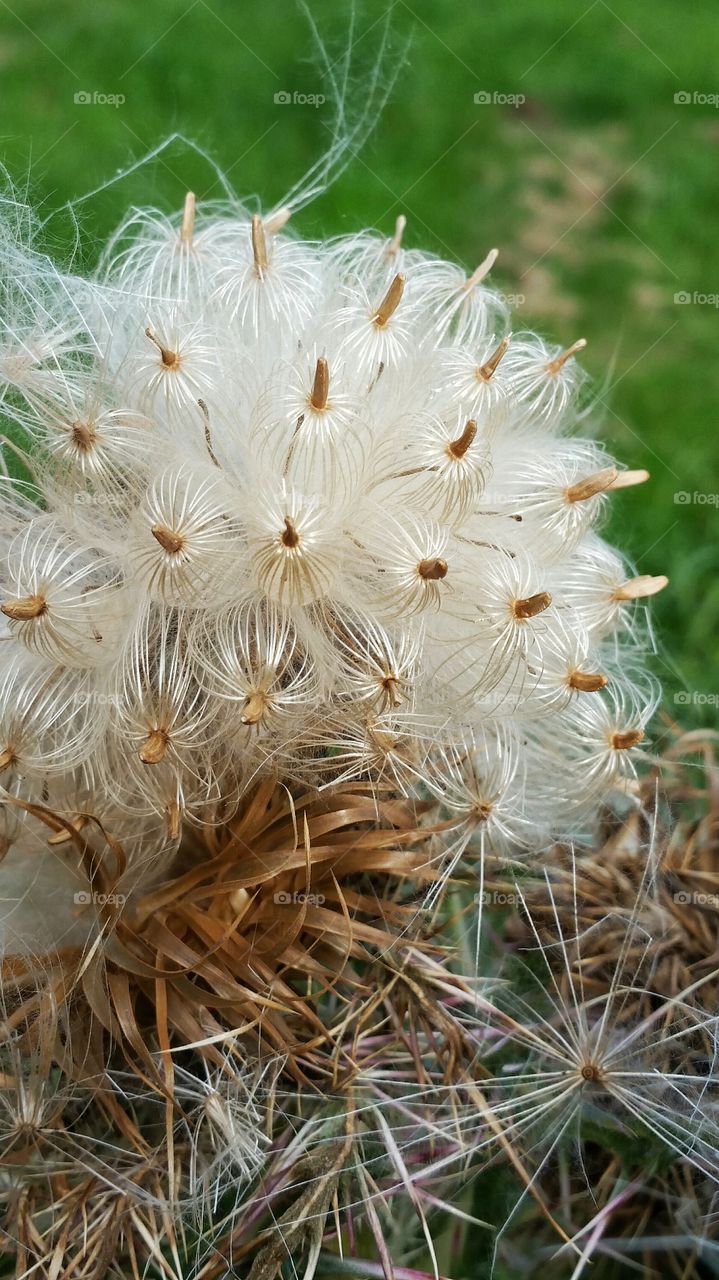 thistle seeds