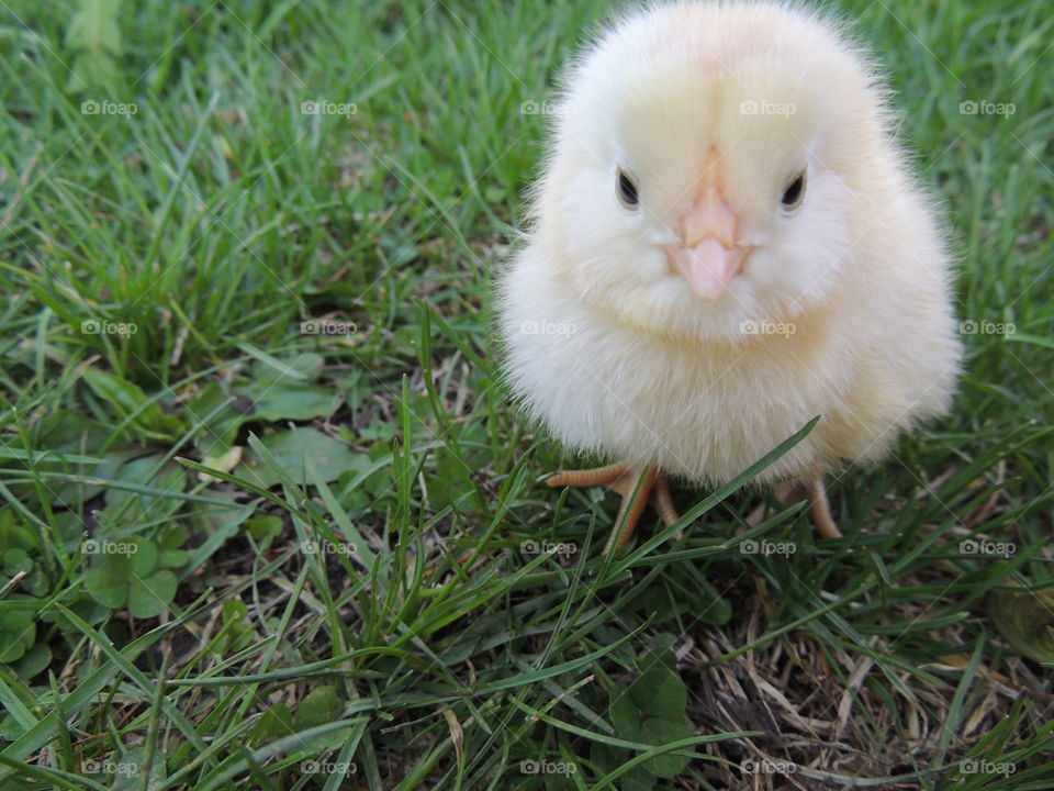 Fluffy yellow chick sitting outside in the grass, looking around.