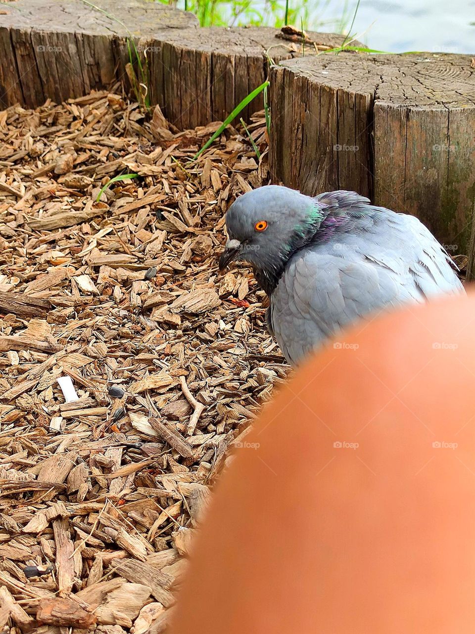 Summer. Human and nature. The offended dove turned its head and looks at the knee