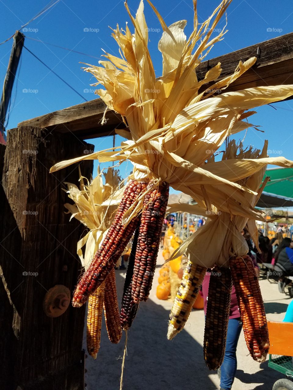 Colored corn