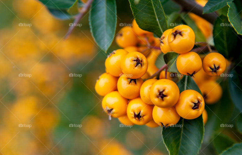 Close-up of yellow berry
