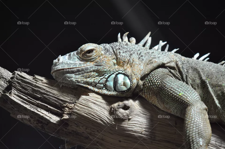 LIZARD