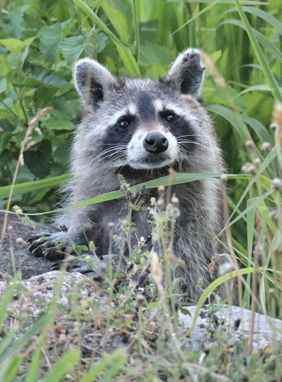 Closeup of expressive raccoon in grass