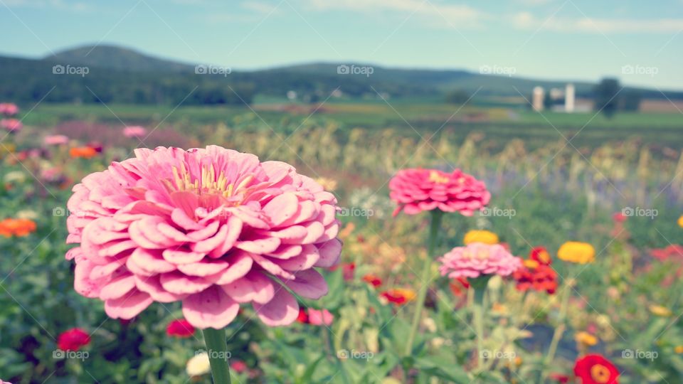 Wild Flowers. A picture of wildflowers at a mountainside orchard. 