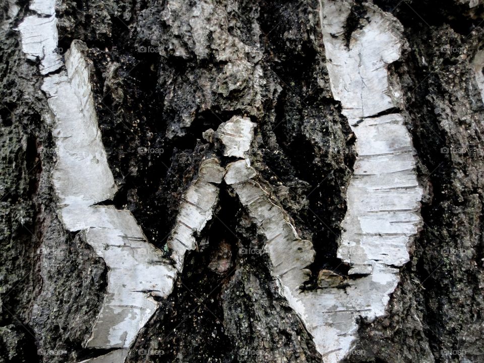 Bark, Tree, Trunk, Wood, No Person