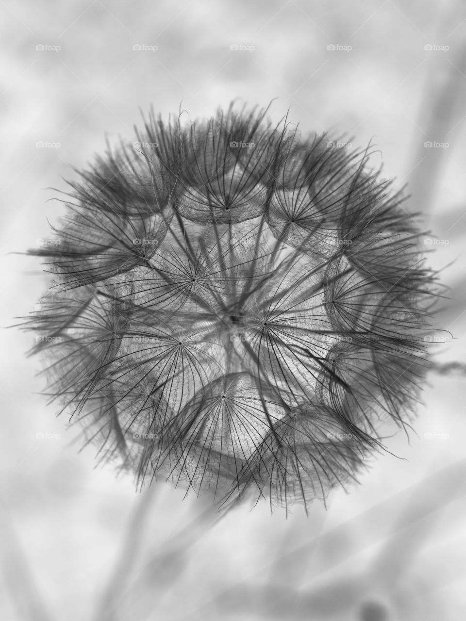 dandelion seed head negative image