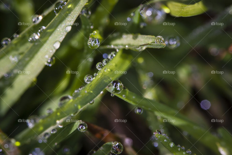 Morning Dew