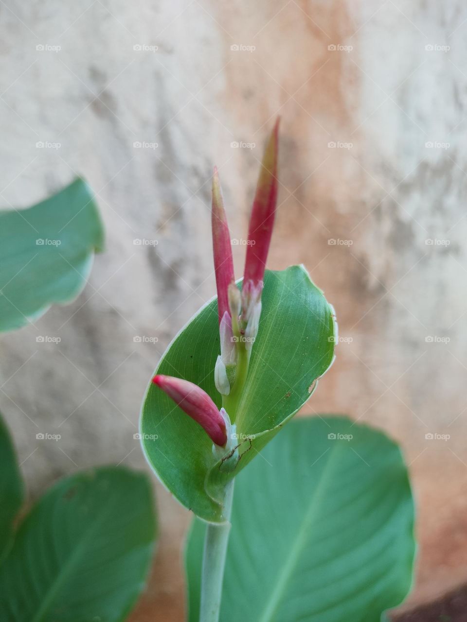 my Garden Collection