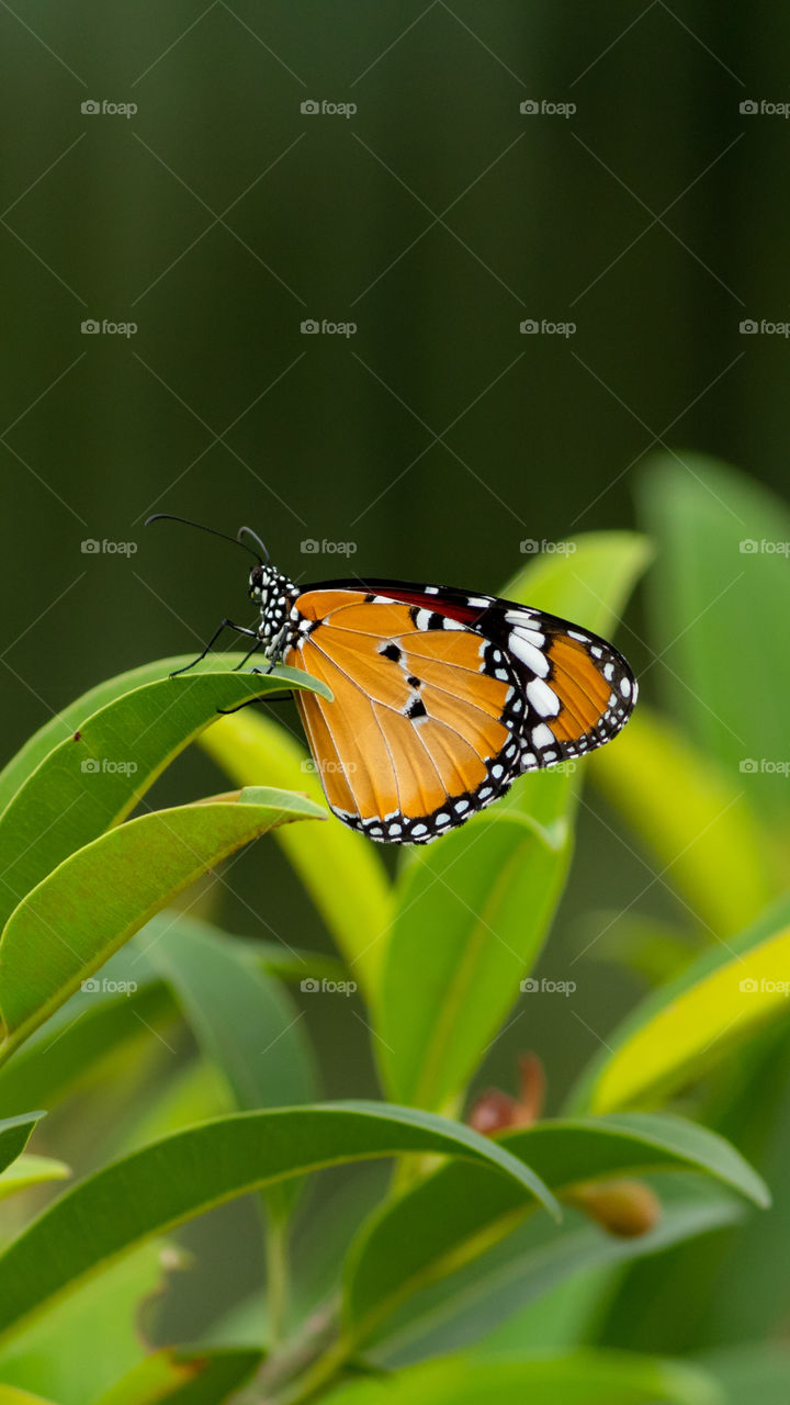 Butterflies are insects in the macrolepidopteran clade Rhopalocera from the order Lepidoptera, which also includes moths. Adult butterflies have large, often brightly coloured wings, and conspicuous, fluttering flight.
