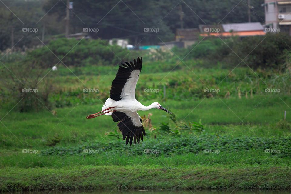 Beautiful and cute bird