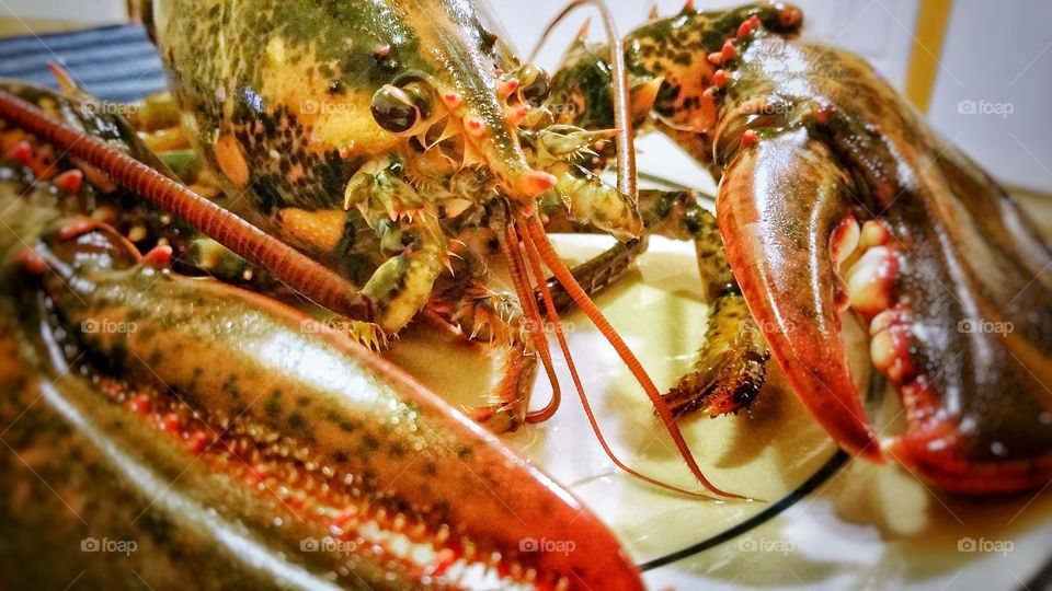 Fresh lobster on a plate; in preparation for cooking.