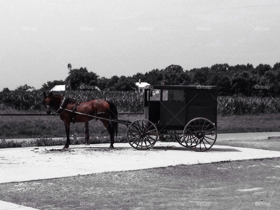 Amish buggy