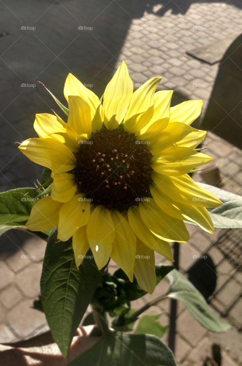 sunflower