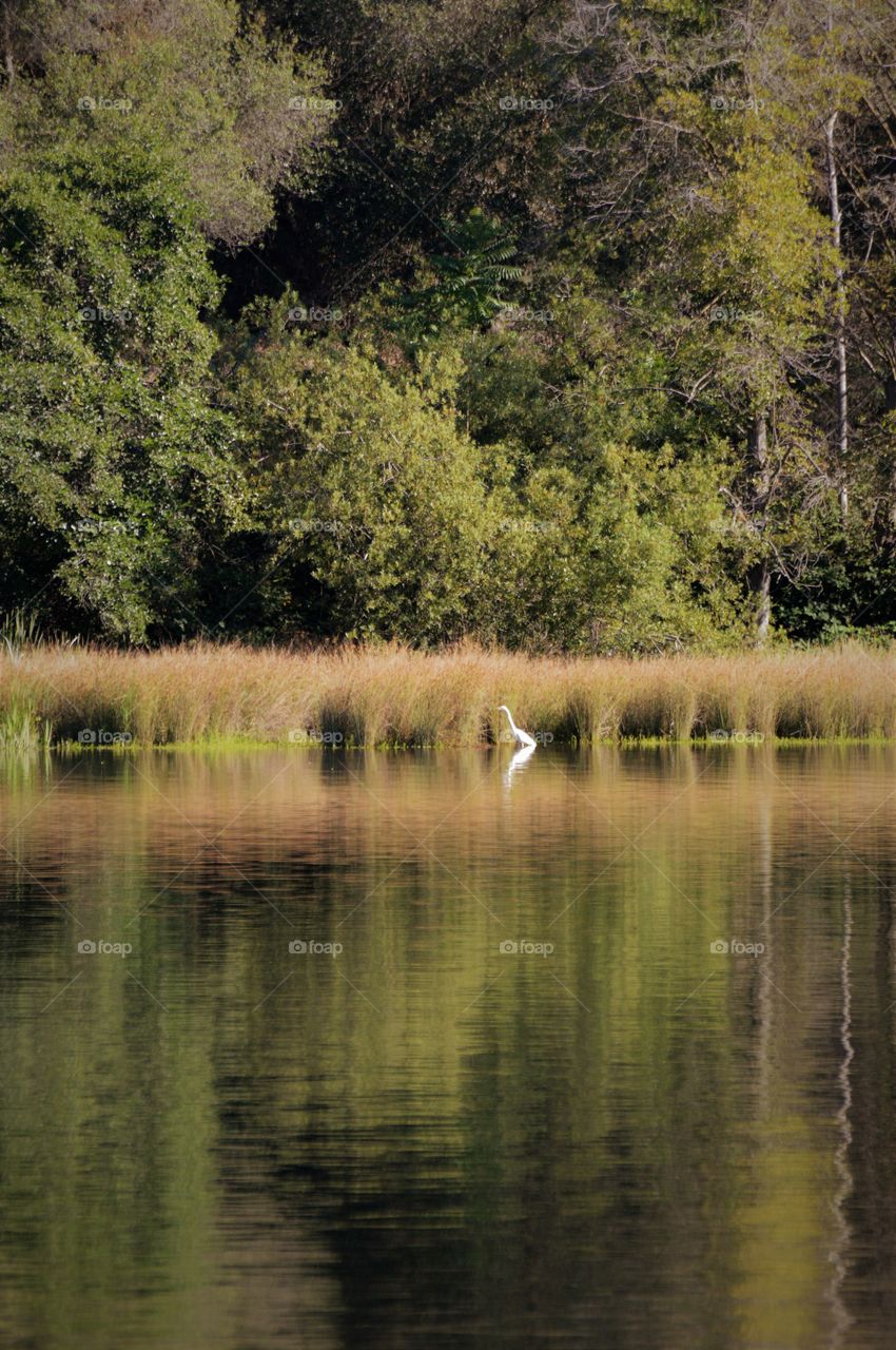 wildlife, reflections of nature