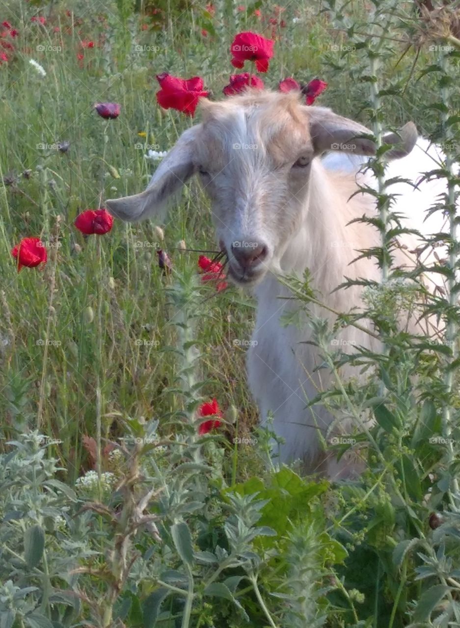 A white gout in the poppies