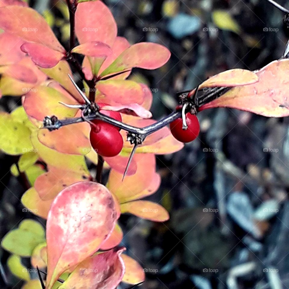 autumn garden  - coloured leaves and berries of  barberry