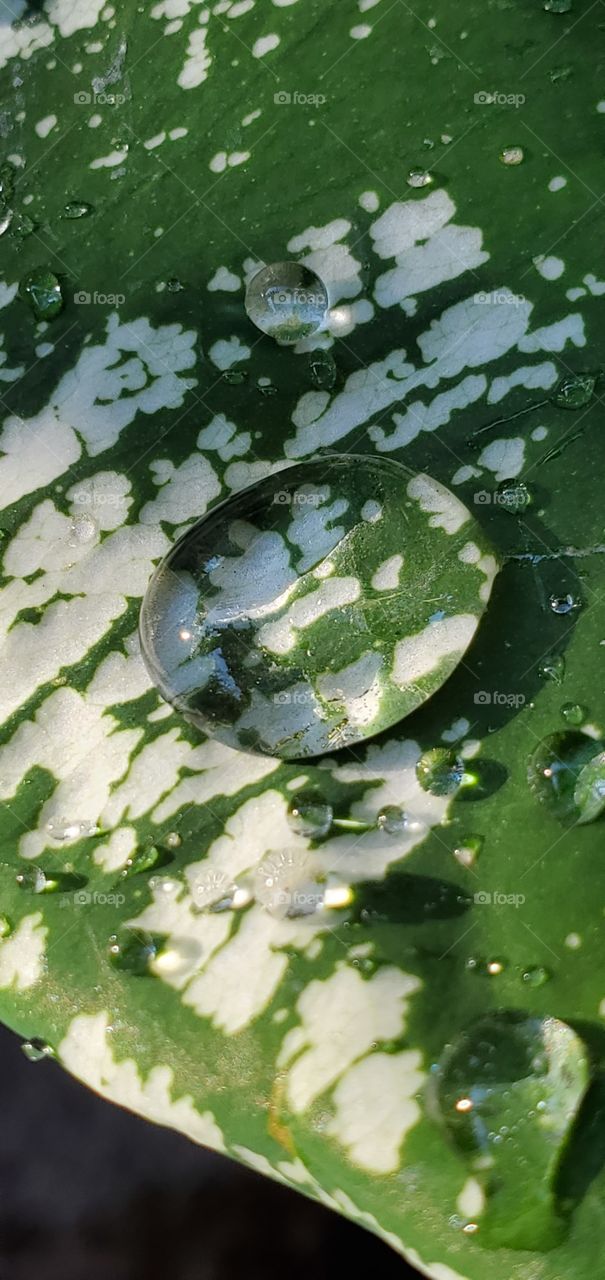 Close up of water drop on a leaf