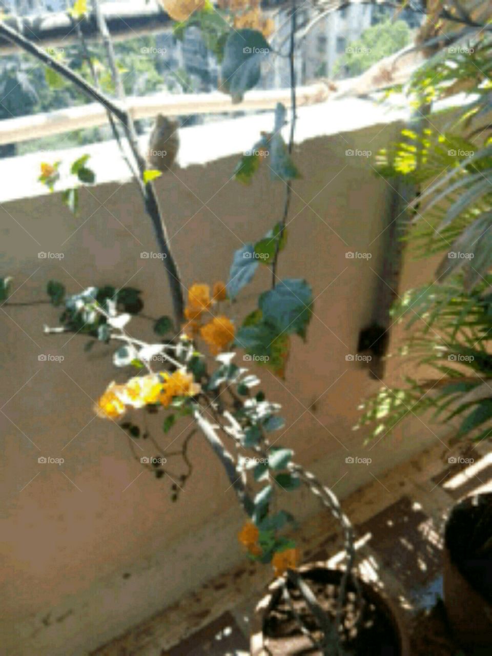 Yellow Flowers Pot