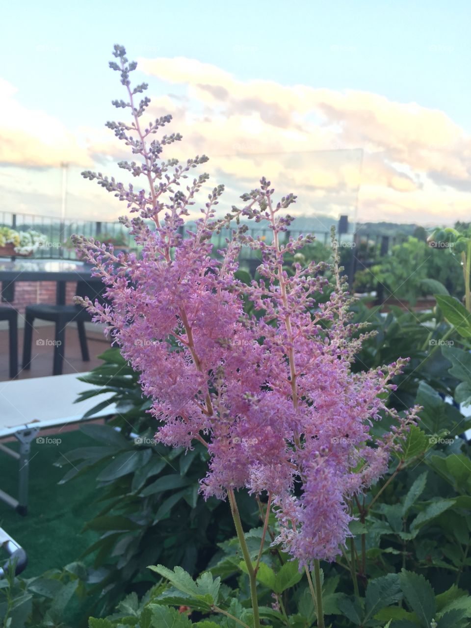 Pink flowers