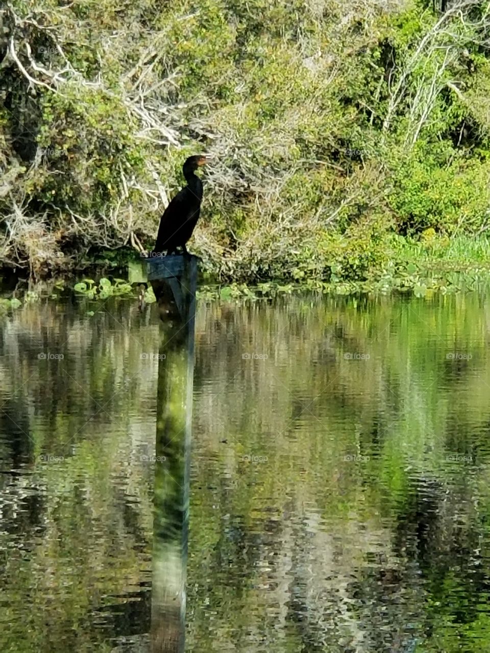 bird wildlife nature park lake swamp