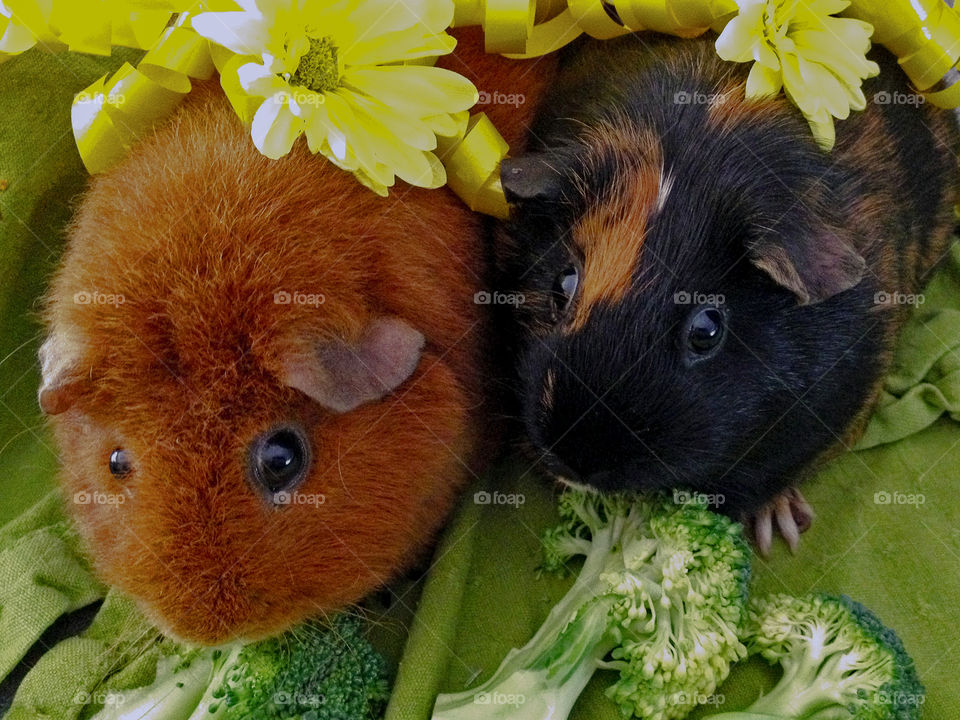 Cocoa & Peppermint our little pet Guinea Pigs are no longer with us but this picture makes me want to add more creatures to our zoo. I miss the little squeakers! And they’re excellent composters!