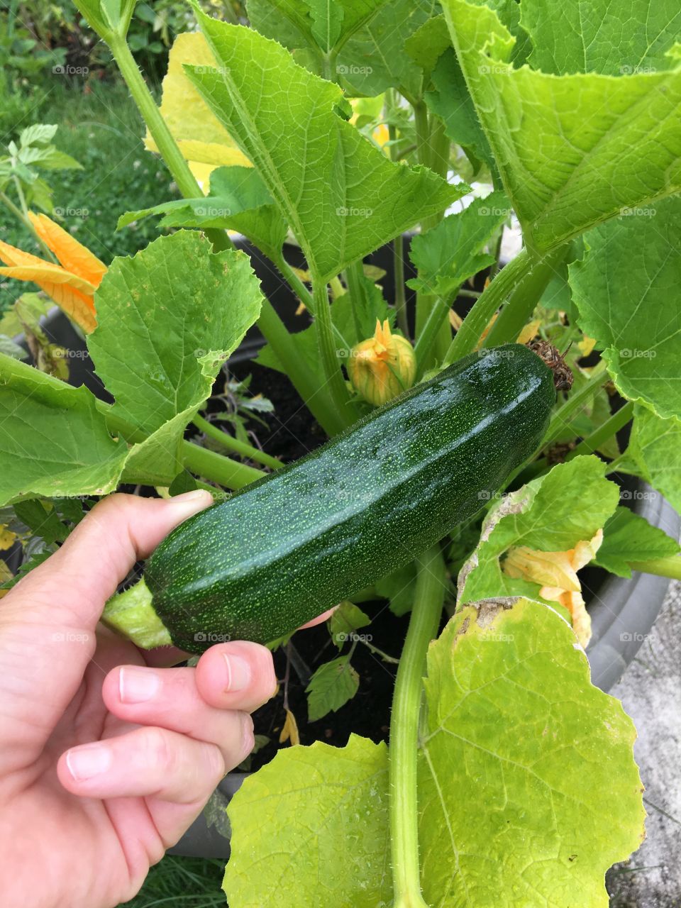 First zucchini from garden