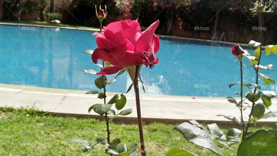 Beautiful red flower in the garden