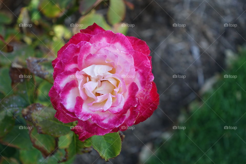 One red and white rose shows beautiful colour tone.