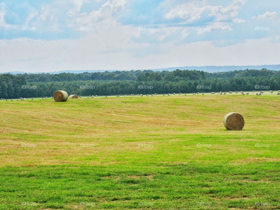 bails of hay in pasture