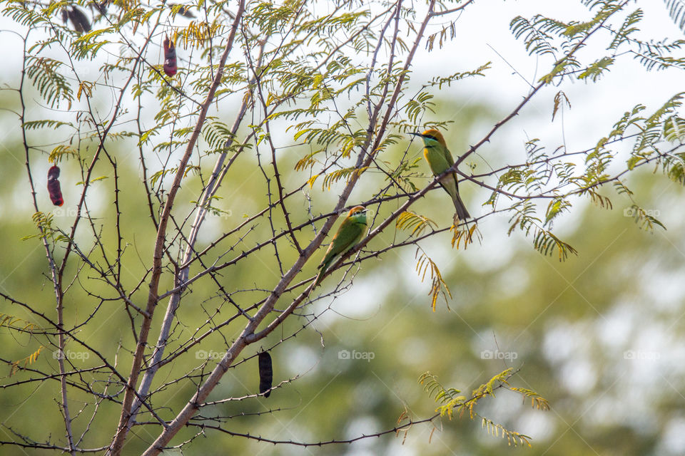 Green Bee-Eater