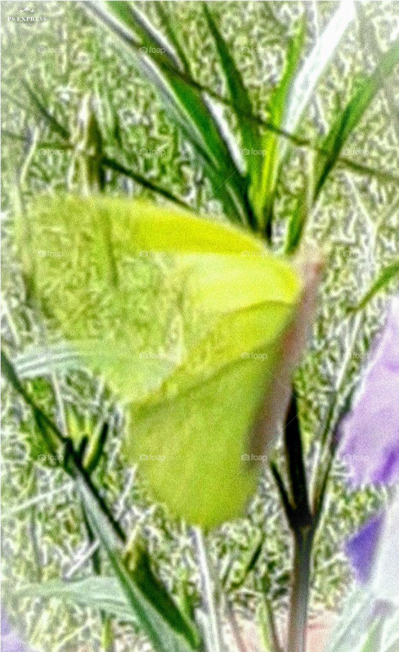 the fragile transparency of the butterfly wing