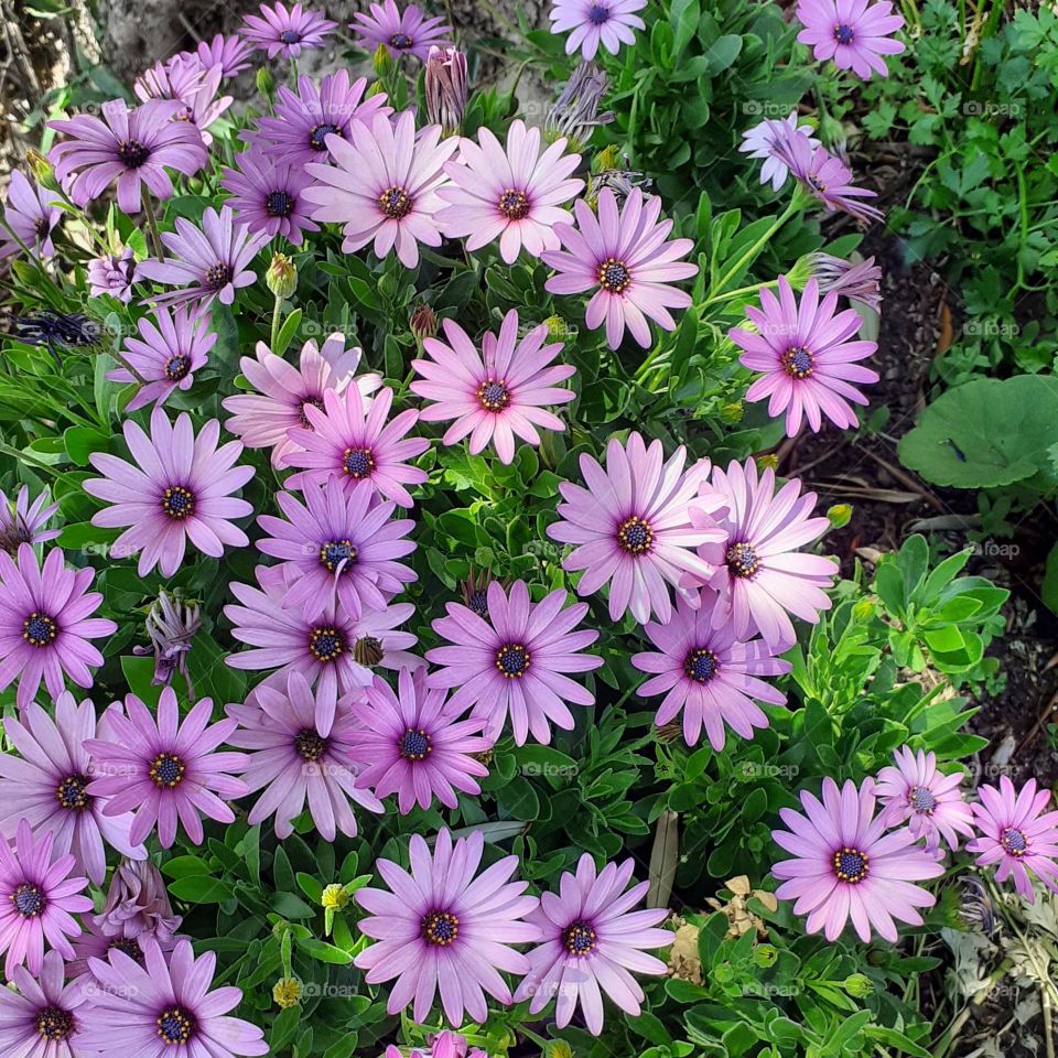 flores lilas agrupadas y felices