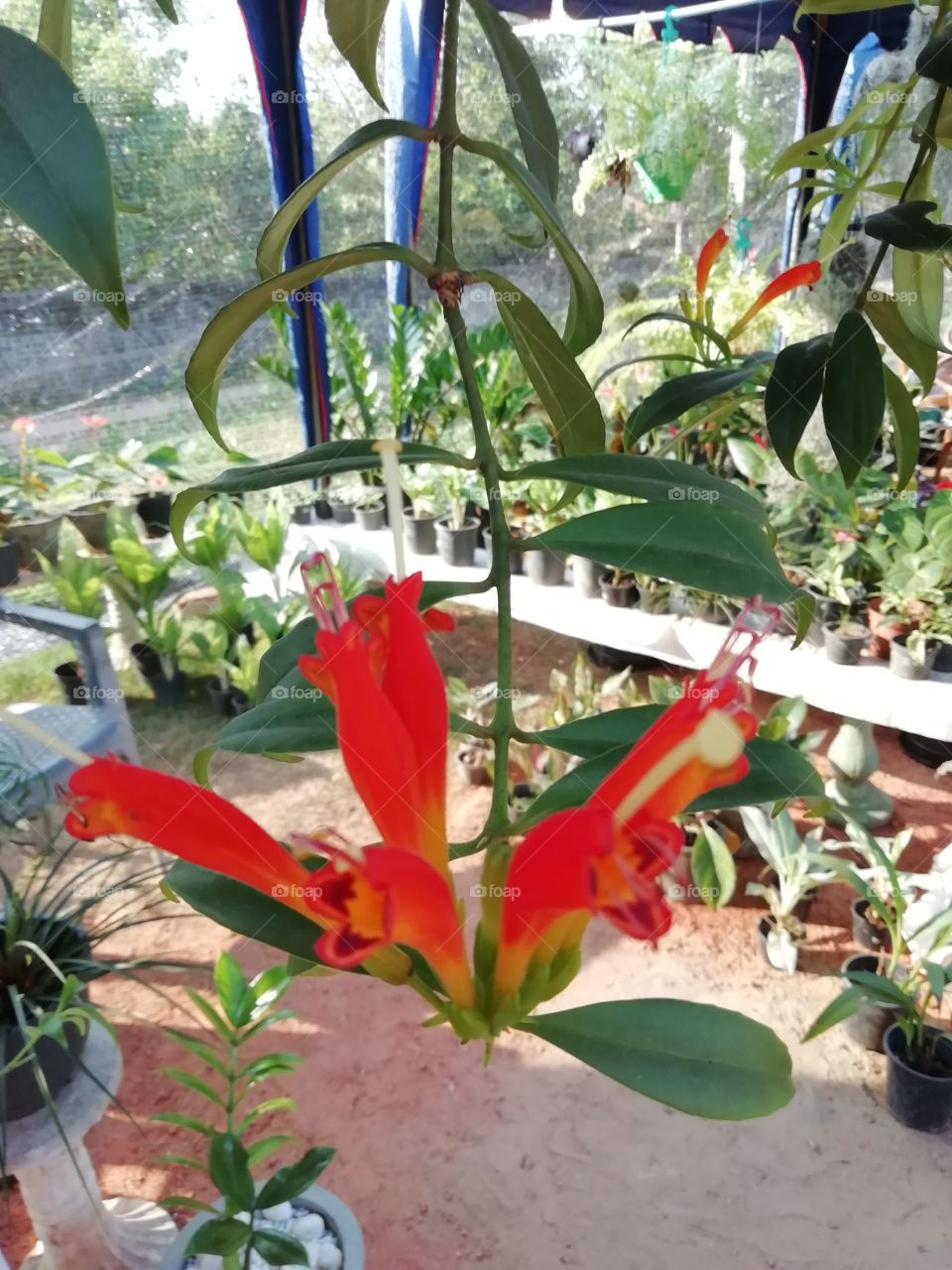 The flower pot display by the local village ladies # pretty awesome #beautiful