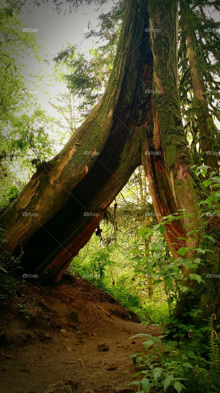 a shaped tree with a split trunk