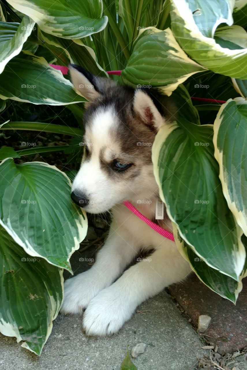 shaded puppy