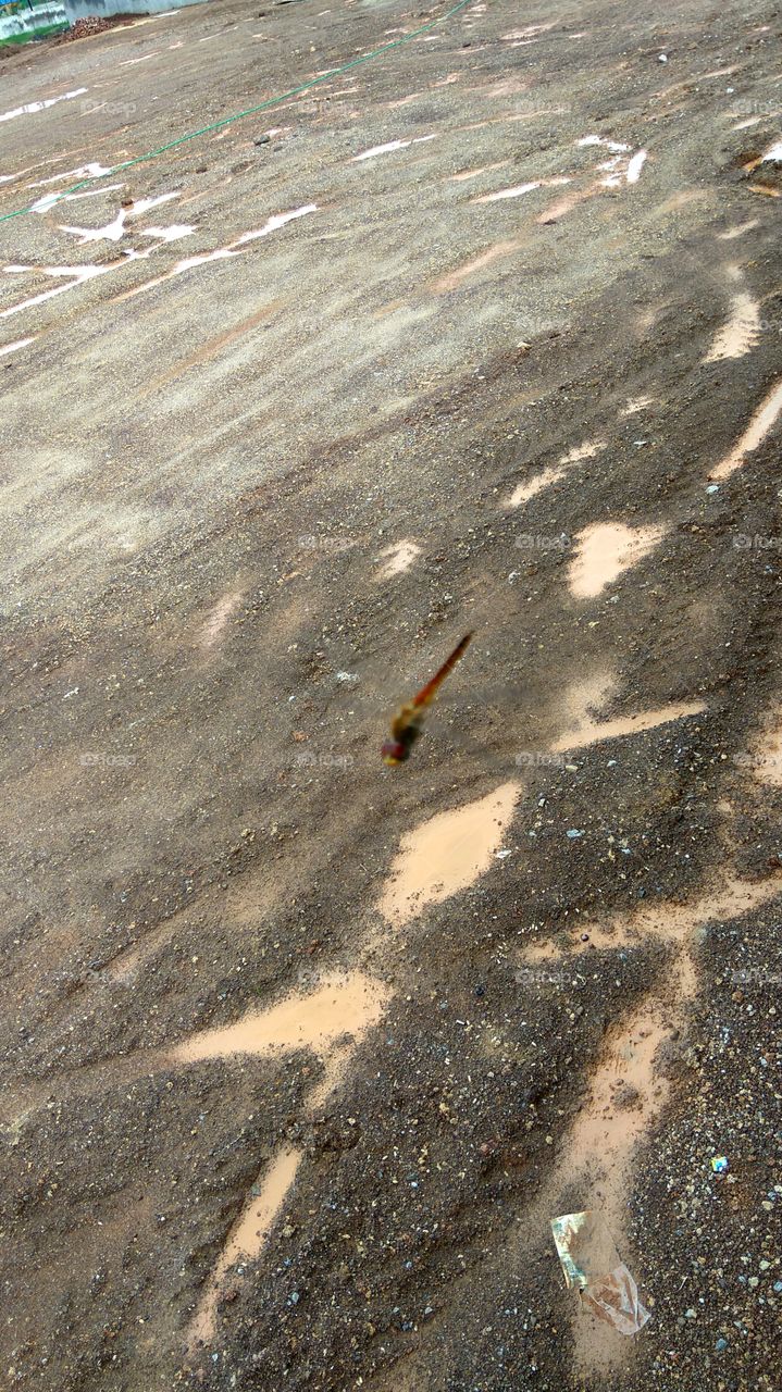 Dragonfly are flying in standard (no moving)