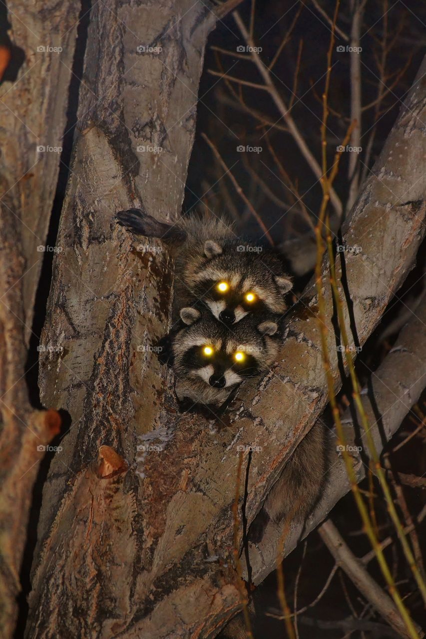 Double Trouble. stacked racoons in our front yard