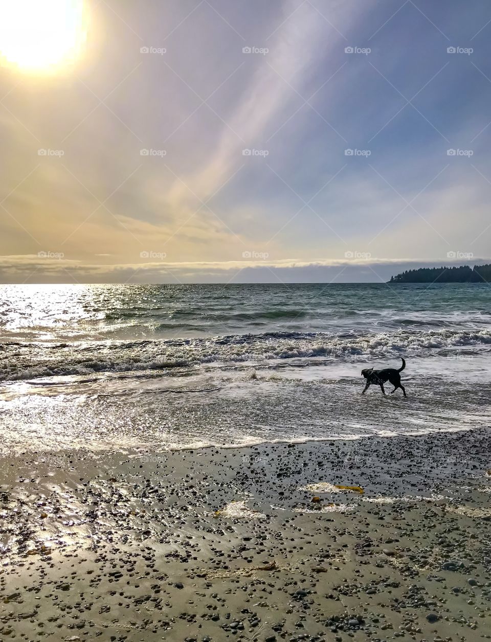 Dog walking on ocean beach with vast scenery in background 