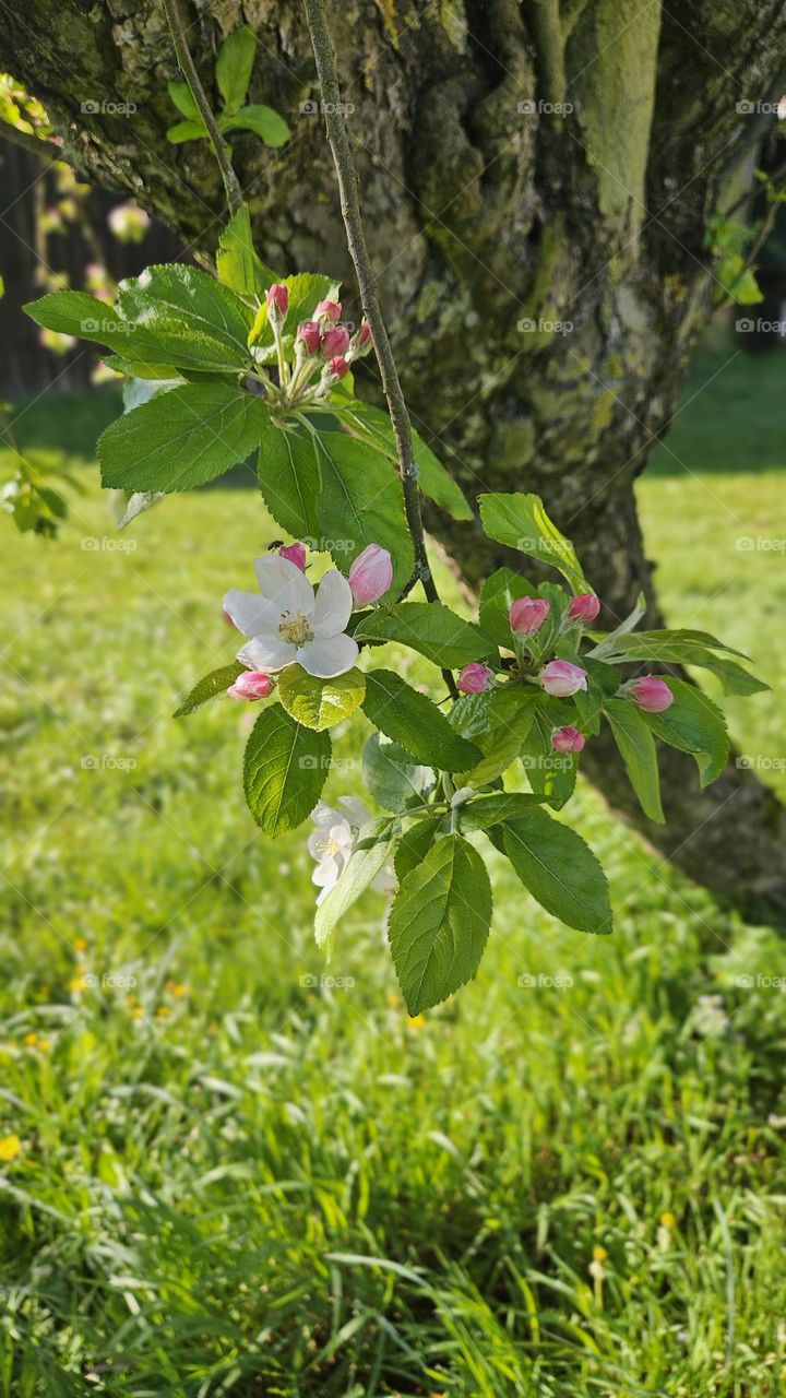 cherry blossom in spring