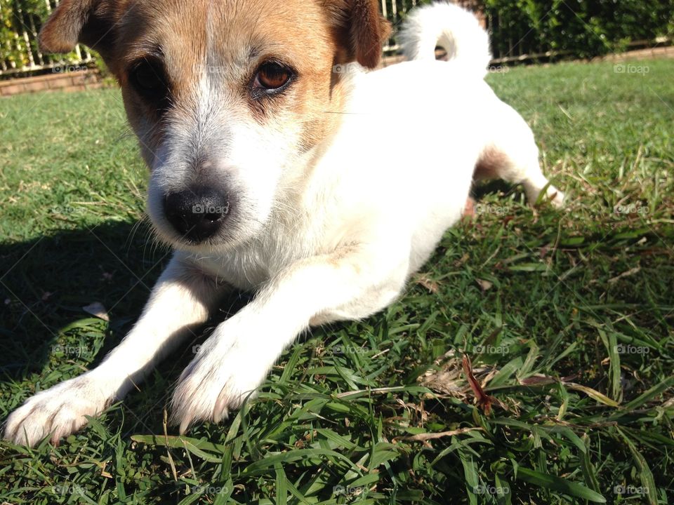 Cute Terrier in the Sun 