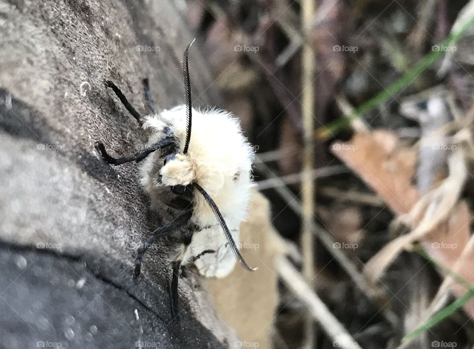 Closeup of a female Gypsy Moth with her egg sack