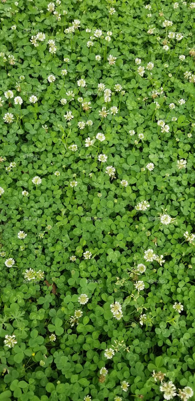 clover field in bloom