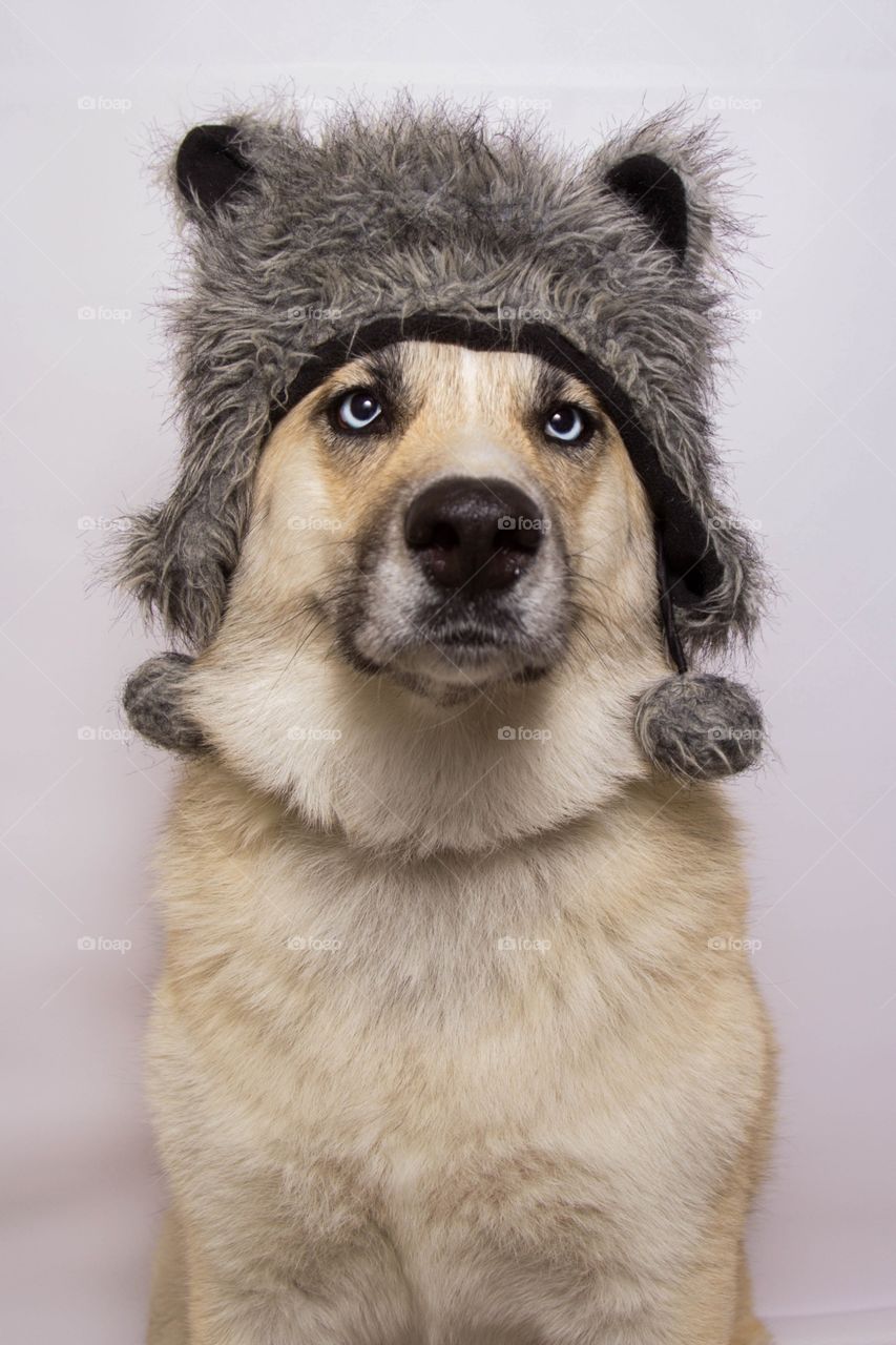 Portrait of a dog wearing woolly hat