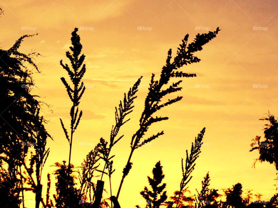 grass in golden sky